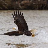 12SB4094 American Bald Eagle Catching Fish
